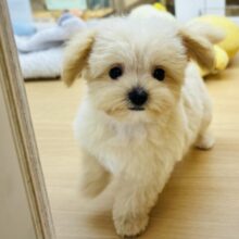 可愛すぎて危険！？ミックス犬くん(トイプードル×マルチーズ)