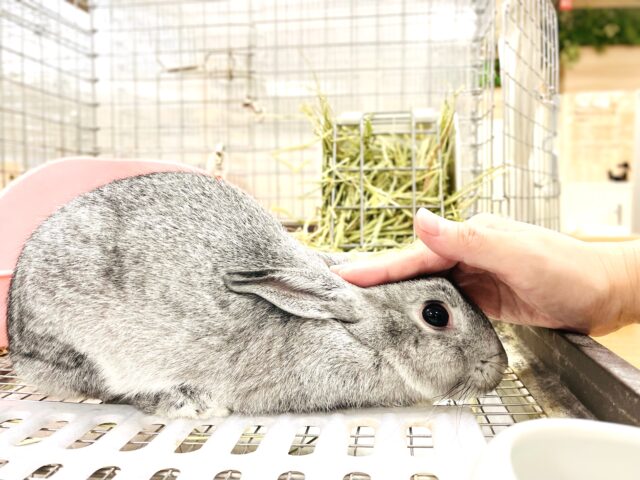 ミニウサギ