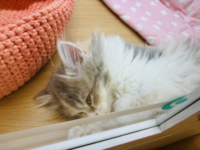 可愛すぎてごめんにゃさい♡ミヌエットちゃん! ミヌエット