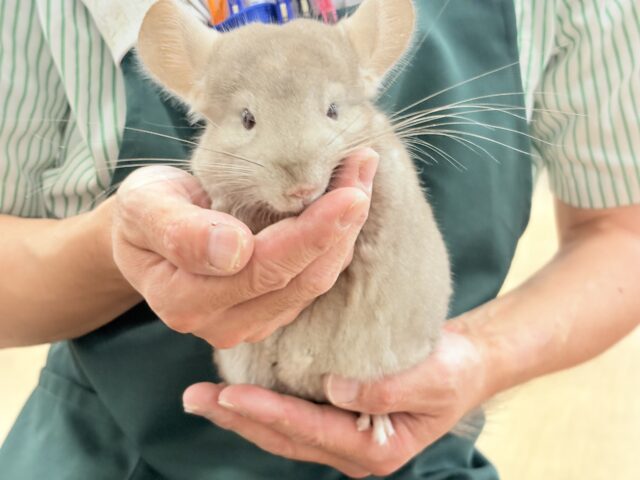 ホップステップジャンピンチュ〜🐭🌿フェア👍🏻⟡.· 説明画像です