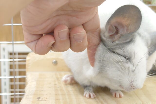 ホップステップジャンピンチュ〜🐭🌿フェア👍🏻⟡.· 説明画像です