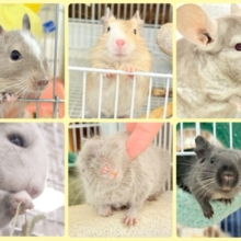ホップステップジャンピンチュ〜🐭🌿フェア👍🏻⟡.·