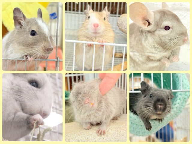 ホップステップジャンピンチュ〜🐭🌿フェア👍🏻⟡.· ホップステップジャンピンチュ〜🐭🌿フェア👍🏻⟡.·