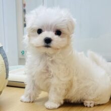 甘々モード突入していいかな♡？マルチーズくん！