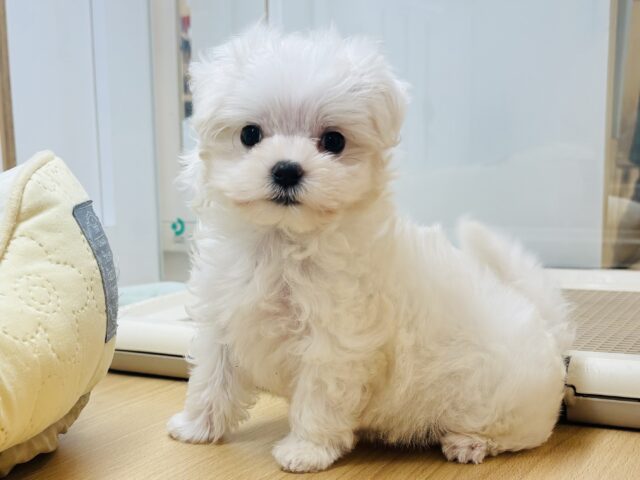 甘々モード突入していいかな♡？マルチーズくん！