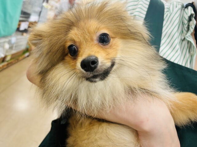 ポメラニアン