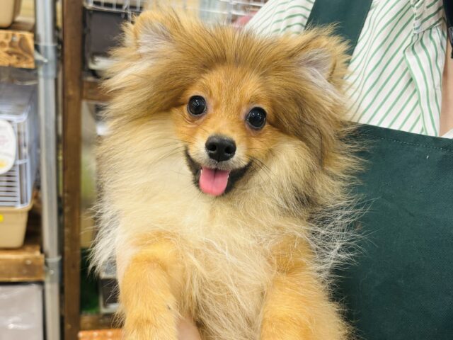 ハッピースマイル✨ライオンじゃないよ！？ポメラニアンくん！