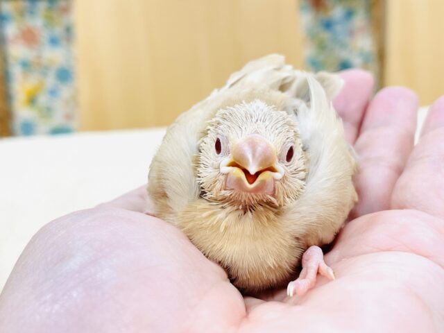 シナモン文鳥