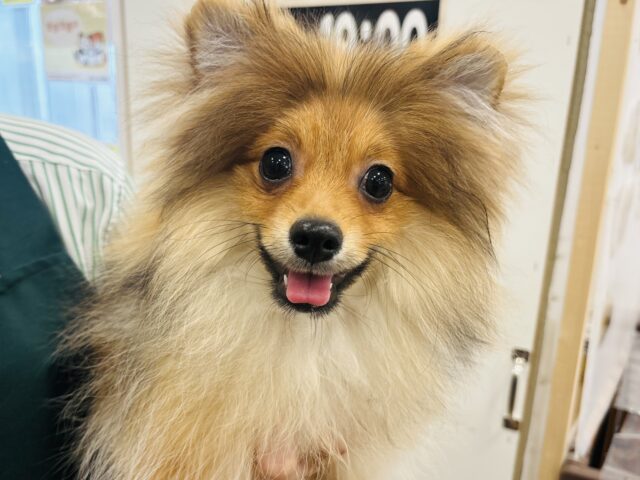 ポメラニアン