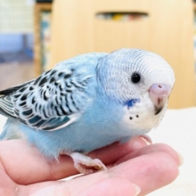 【最新画像】爽やかですぜ✨🐬🐳💧セキセイインコ(オパーリン)ヒナ