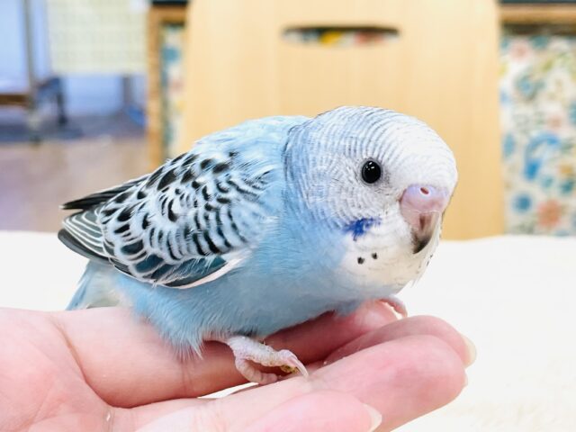 【最新画像】爽やかですぜ✨🐬🐳💧セキセイインコ(オパーリン)ヒナ