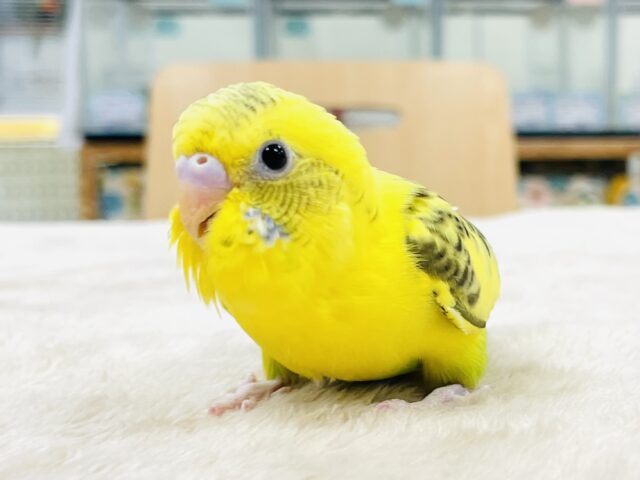 セキセイインコ