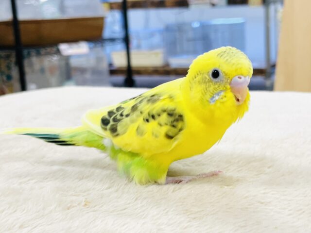 セキセイインコ