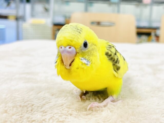 セキセイインコ