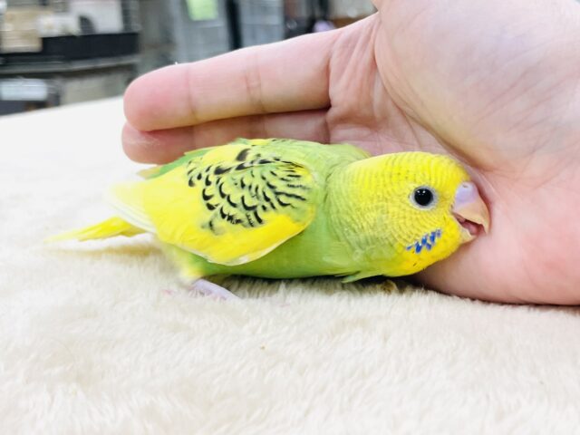 セキセイインコ