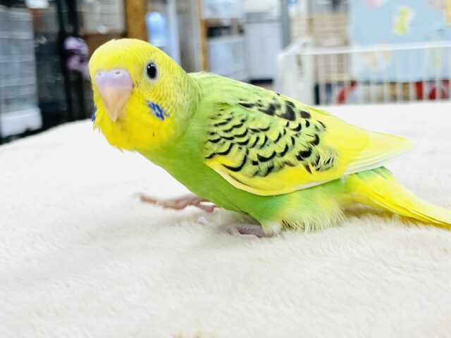 セキセイインコ