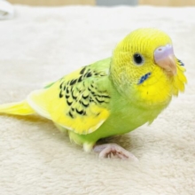 【最新画像】新緑のような瑞々しさ〜‪🌱‬セキセイインコ(スパングルパイド)ヒナ