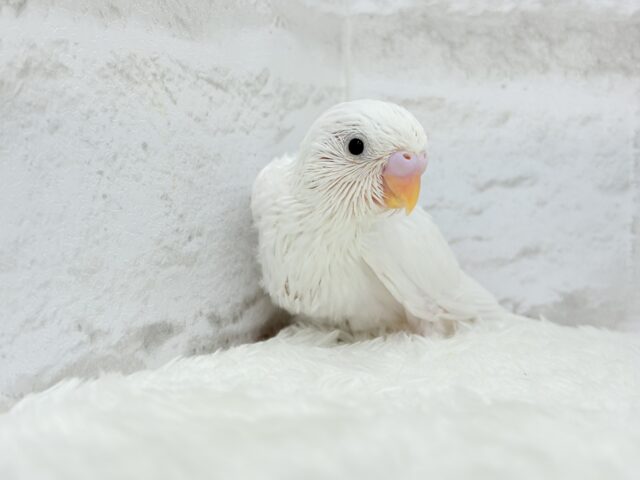 純白の天使ちゃん🐥🤍セキセイインコ(ダブルファクター) ヒナ セキセイインコ