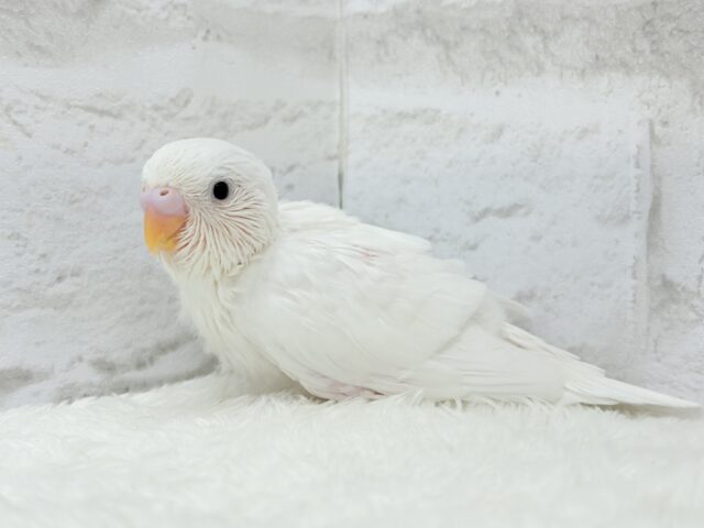 純白の天使ちゃん🐥🤍セキセイインコ(ダブルファクター) ヒナ セキセイインコ