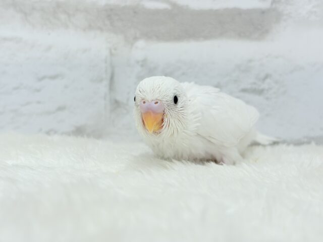 純白の天使ちゃん🐥🤍セキセイインコ(ダブルファクター) ヒナ セキセイインコ