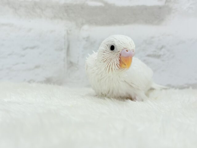 純白の天使ちゃん🐥🤍セキセイインコ(ダブルファクター) ヒナ セキセイインコ