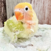 カラフルなわたわた妖精🧚‍♀️💫ボタンインコ(ヤマブキ)(ヒナ)