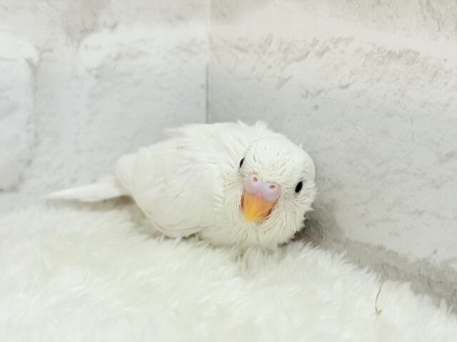 純白の天使ちゃん🐥🤍セキセイインコ(ダブルファクター) ヒナ セキセイインコ