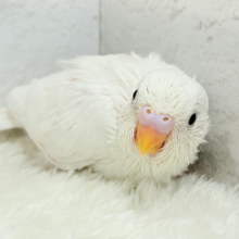 純白の天使ちゃん🐥🤍セキセイインコ(ダブルファクター) ヒナ