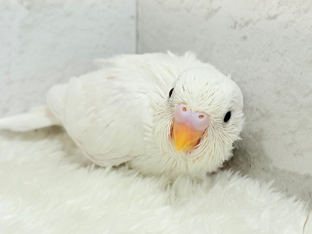 純白の天使ちゃん🐥🤍セキセイインコ(ダブルファクター) ヒナ 純白の天使ちゃん🐥🤍セキセイインコ(ダブルファクター) ヒナ