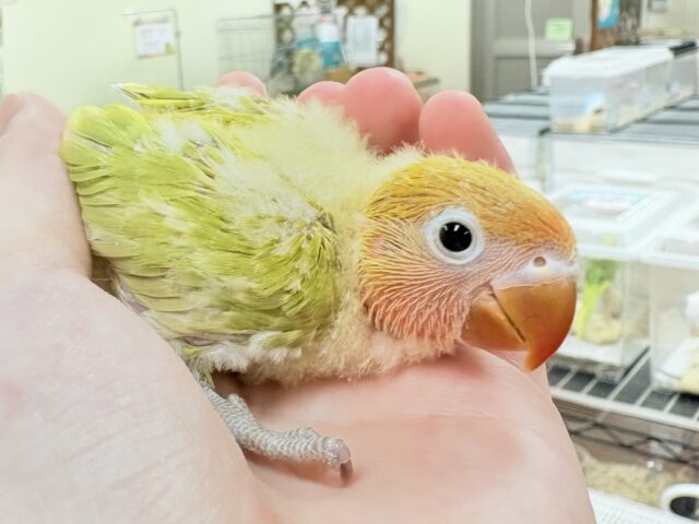ヤマブキボタンインコ