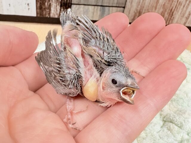 十姉妹（ジュウシマツ）