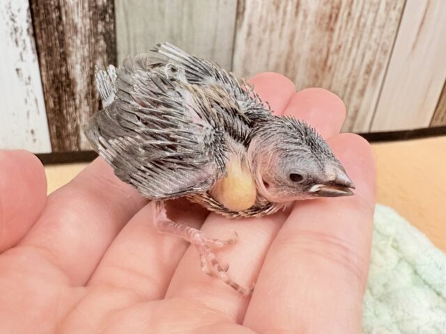 十姉妹（ジュウシマツ）