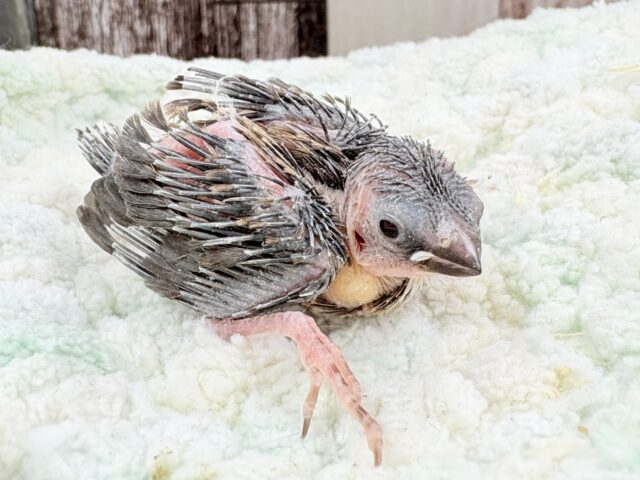 小さきいのち🫧🤍ジュウシマツちゃん❣️(十姉妹)(ヒナ)