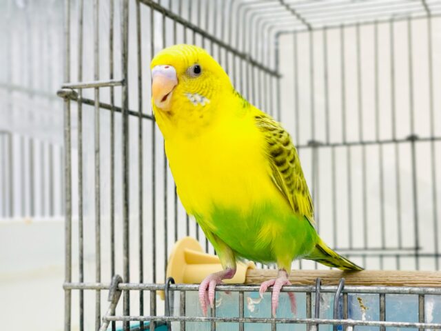 セキセイインコ