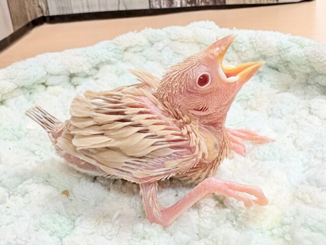 シナモン文鳥