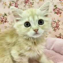 将来は美人さん！？マンチカンの女のコがやってきた！