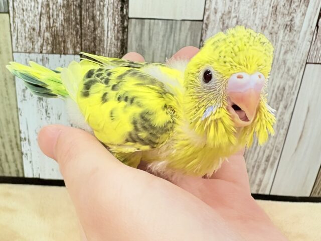 セキセイインコ