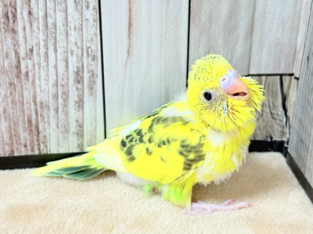 セキセイインコ