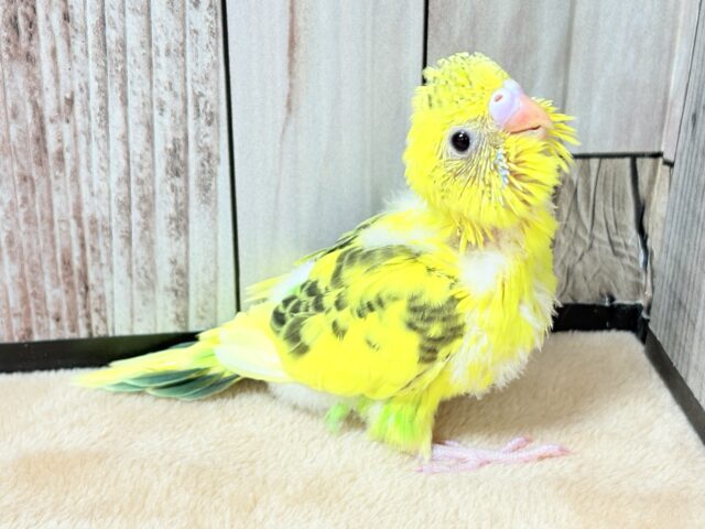 セキセイインコ