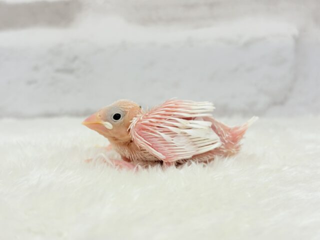 む無ムーーー。。。白文鳥 ヒナ 白文鳥