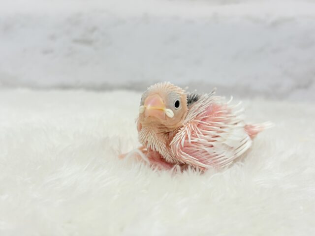 む無ムーーー。。。白文鳥 ヒナ 白文鳥