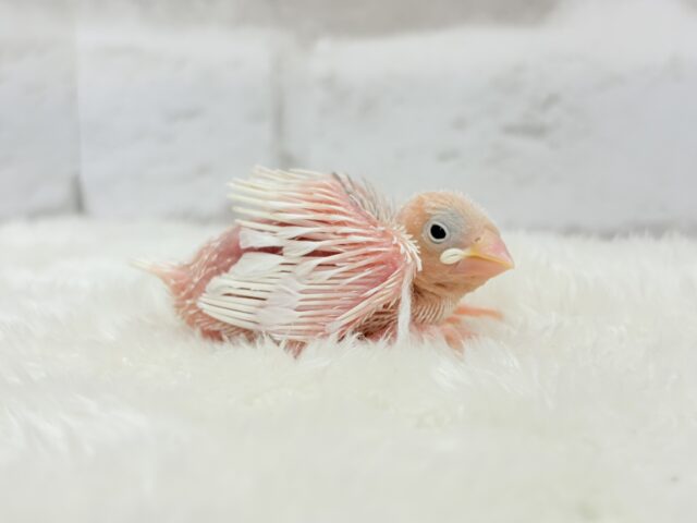 む無ムーーー。。。白文鳥 ヒナ 白文鳥