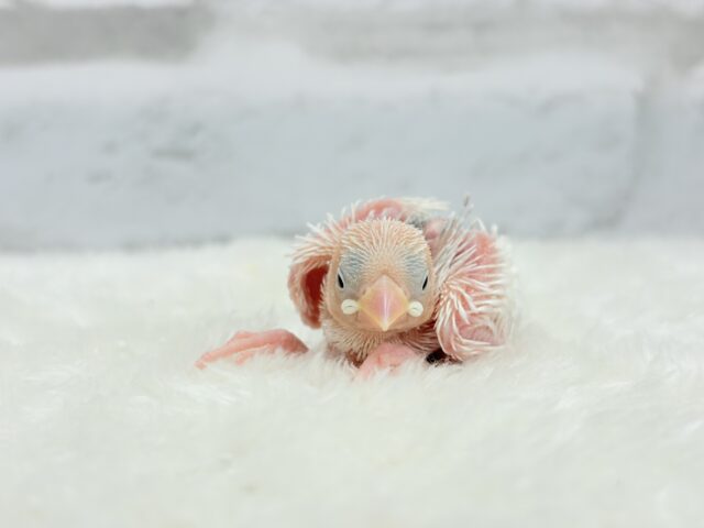 む無ムーーー。。。白文鳥 ヒナ 白文鳥