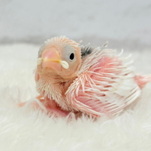 む無ムーーー。。。白文鳥 ヒナ