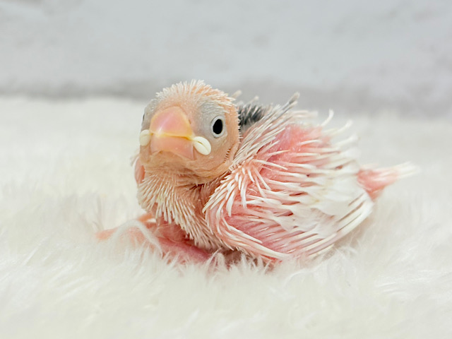 む無ムーーー。。。白文鳥 ヒナ む無ムーーー。。。白文鳥 ヒナ