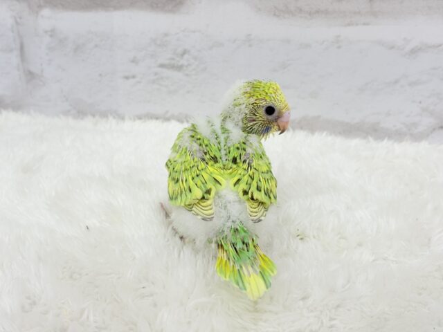 セキセイインコ