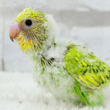わくわくが止まらないっ💖セキセイインコ(スパングル) ヒナ
