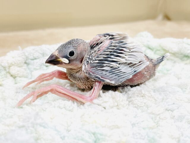 好奇心旺盛🤍シルバー文鳥ちゃん（ヒナ）