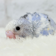 うるうるおめめに一目惚れ🥺🫧セキセイインコ(オパーリン) ヒナ