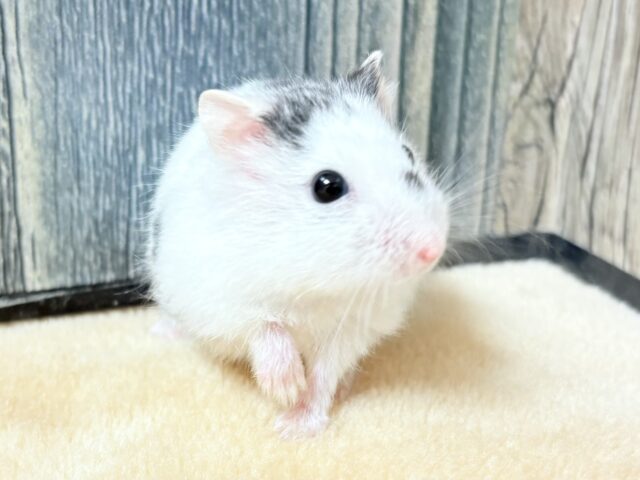 まるで豆大福🫘⚪️ジャンガリアンハムスター❣️(パイド)(男の子) ジャンガリアン